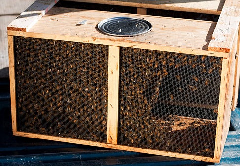 Paquet d'abeilles avec Reine fécondée sélectionnée Buckfast